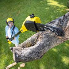 Best Arborist Consultation Services  in Hollymead, VA